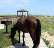 Wild Horse of OBX